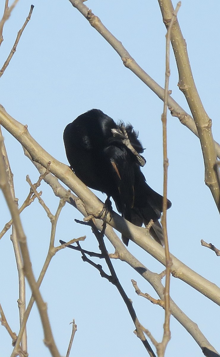 Screaming Cowbird - ML636842217