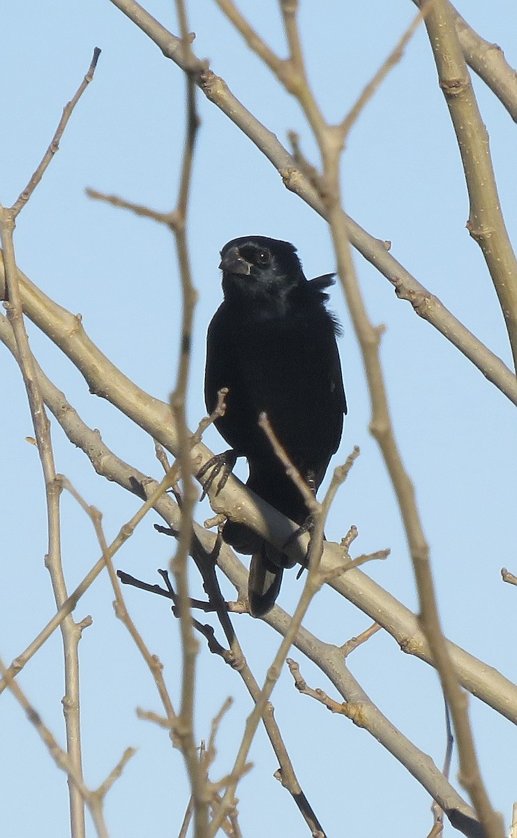 Screaming Cowbird - ML636842218