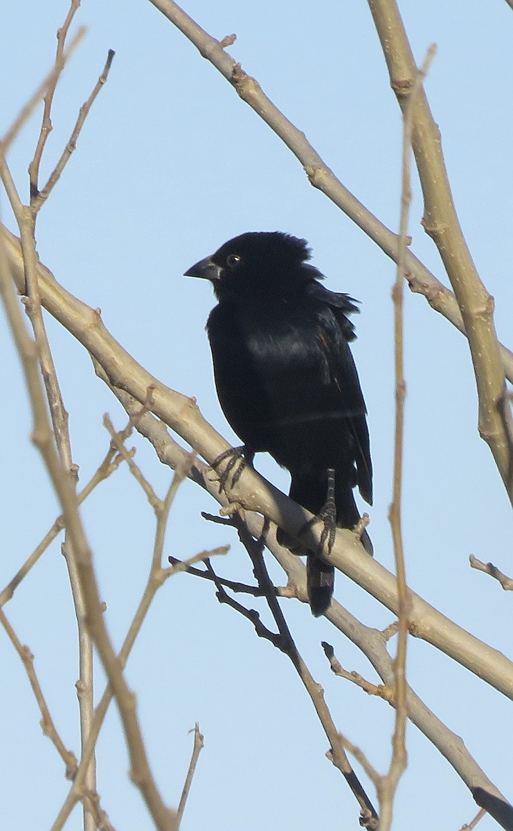 Screaming Cowbird - ML636842227
