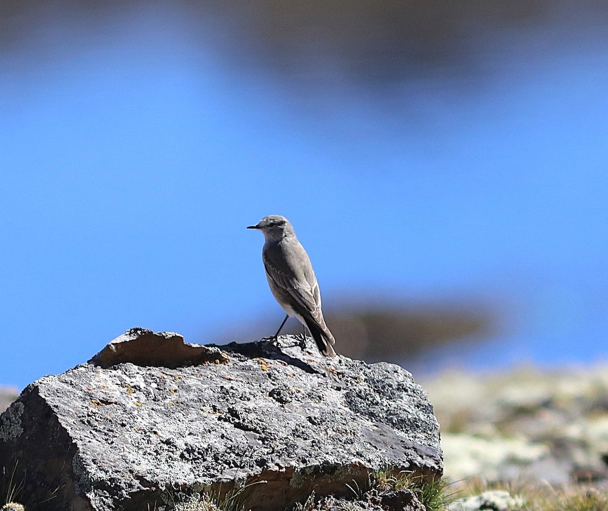 Ochre-naped Ground-Tyrant - ML636842228