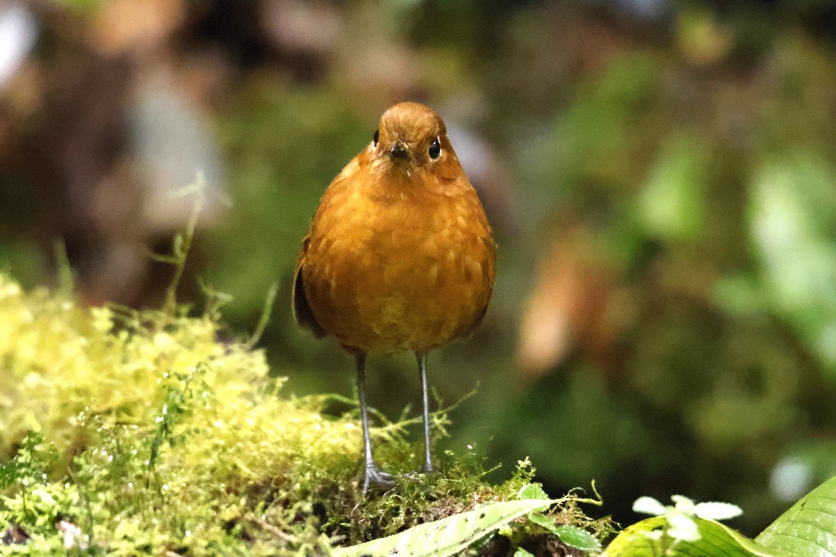 Urubamba Antpitta - ML636842232