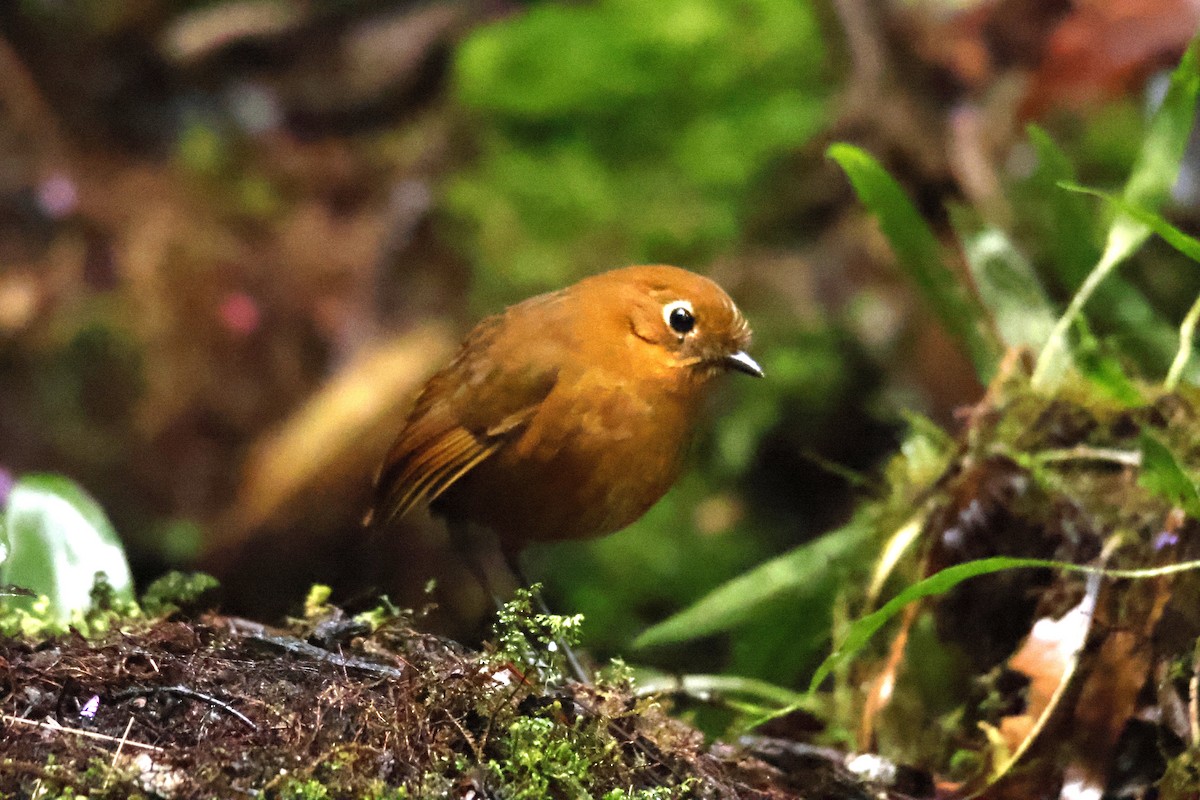 Urubamba Antpitta - ML636842233