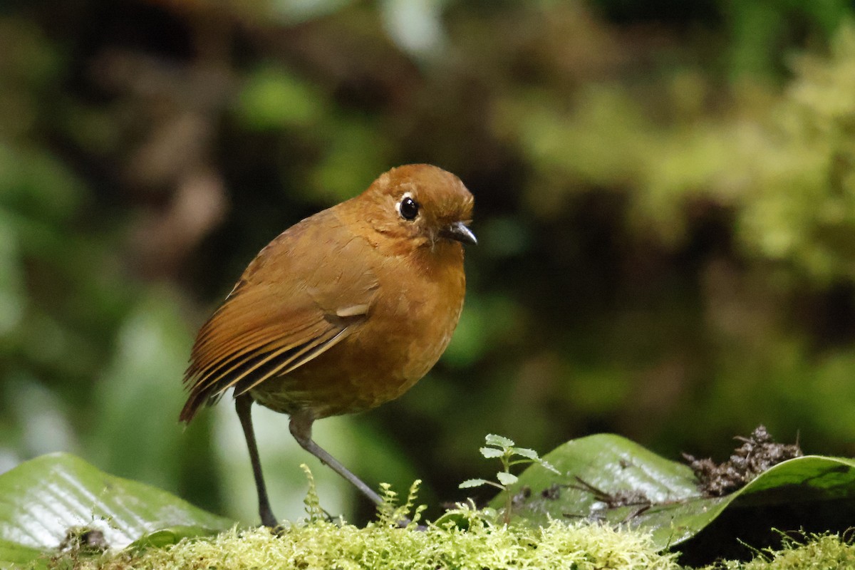Urubamba Antpitta - ML636842234