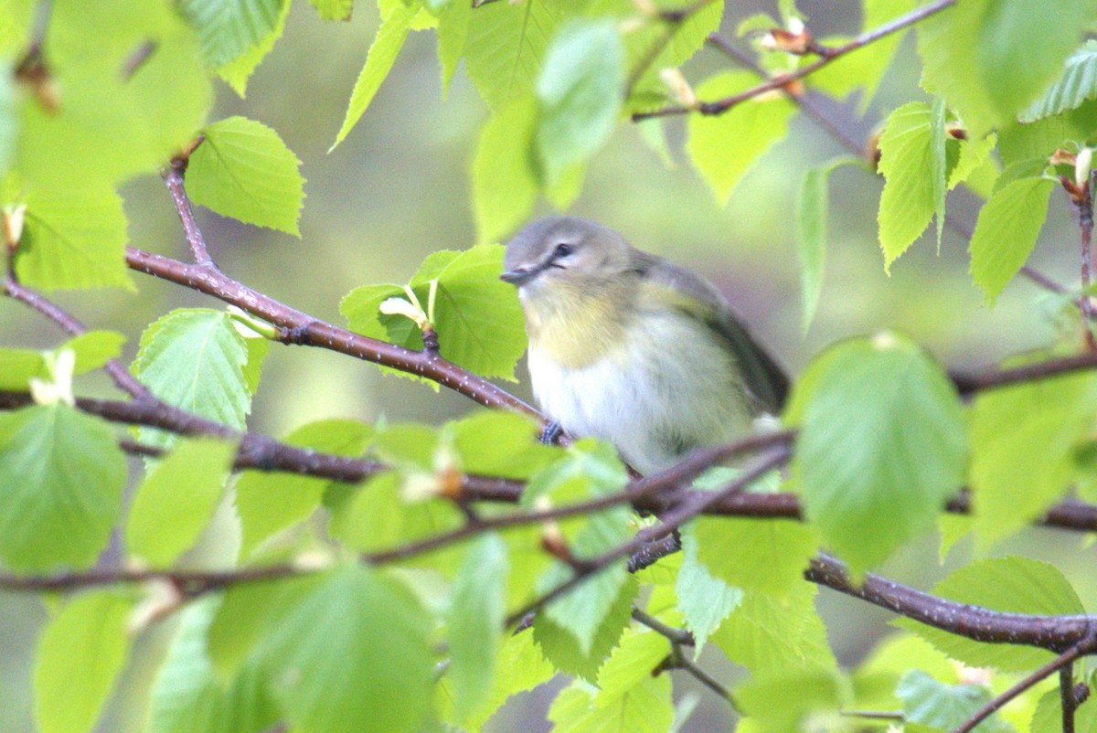 Philadelphia Vireo - ML636842242