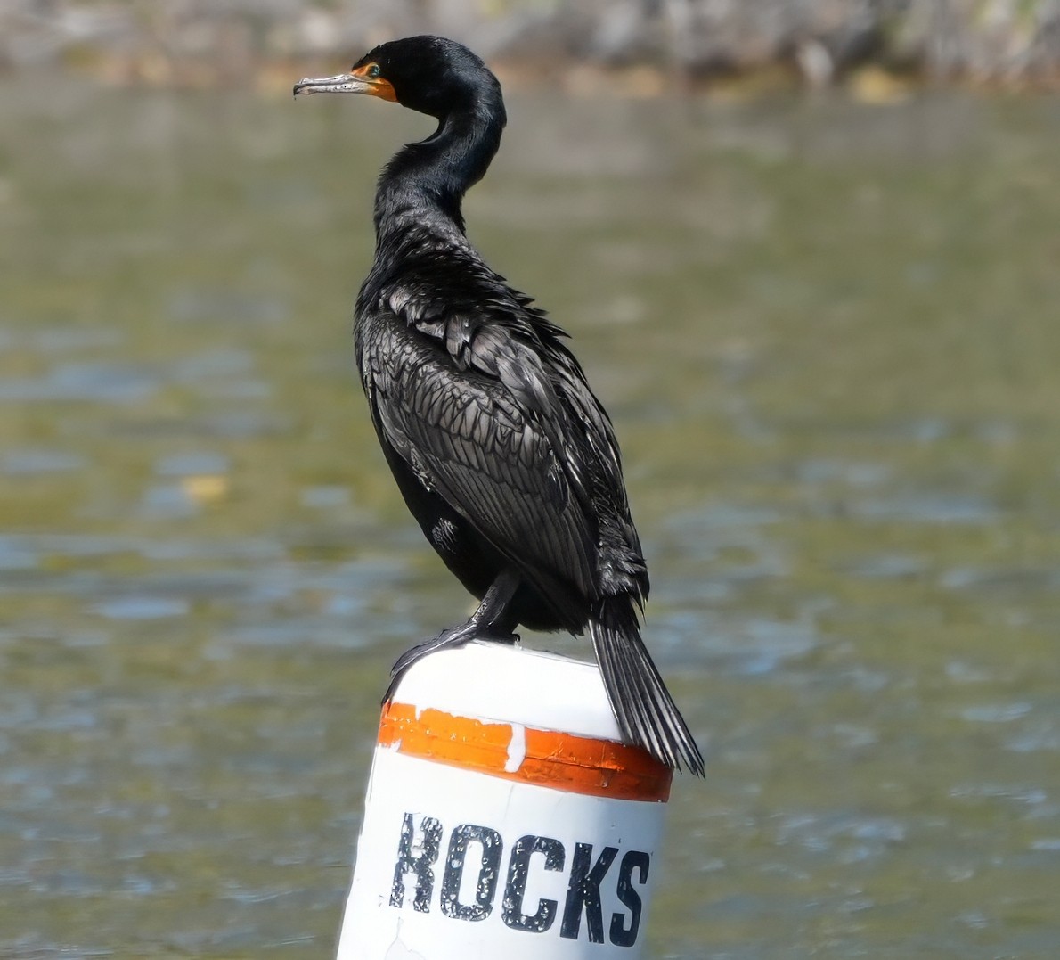 Double-crested Cormorant - Georges Kleinbaum