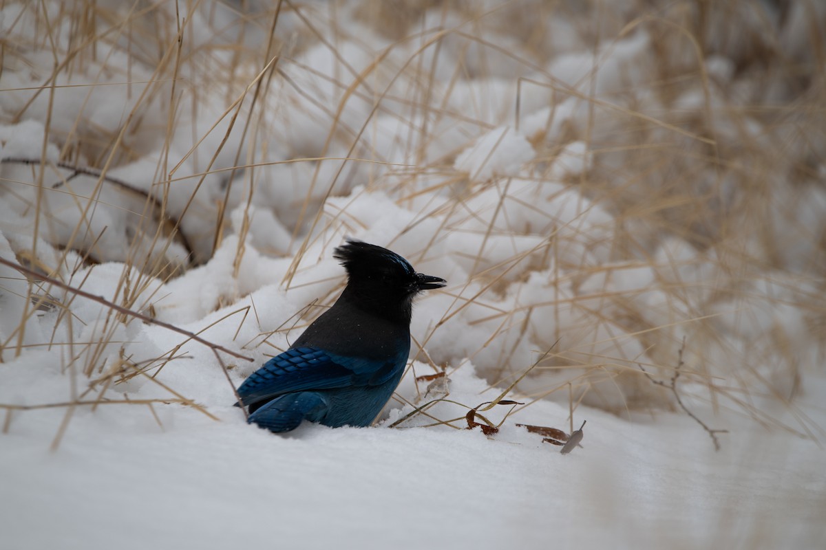Steller's Jay - ML636842481