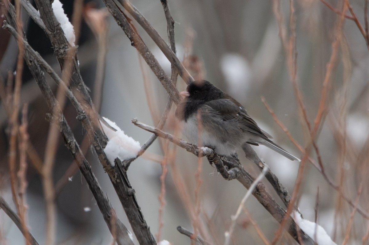 Dark-eyed Junco (cismontanus) - ML636842490