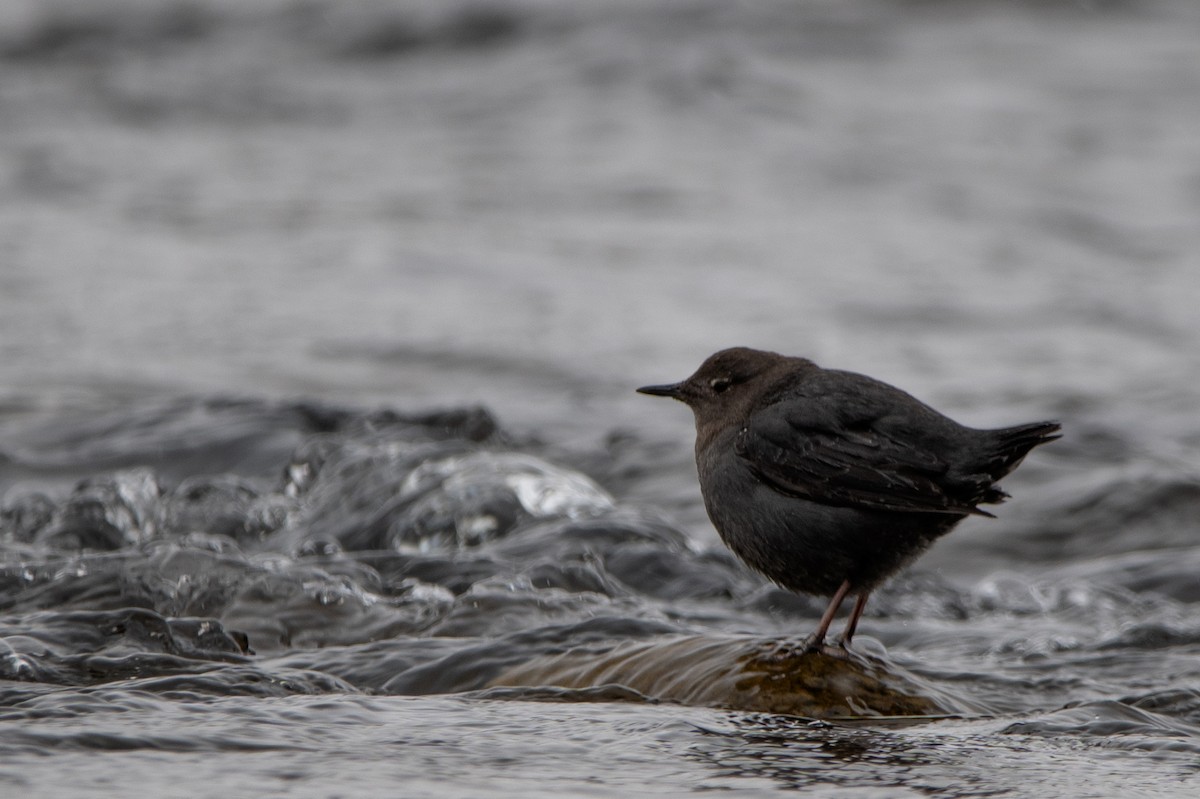 American Dipper - ML636842544