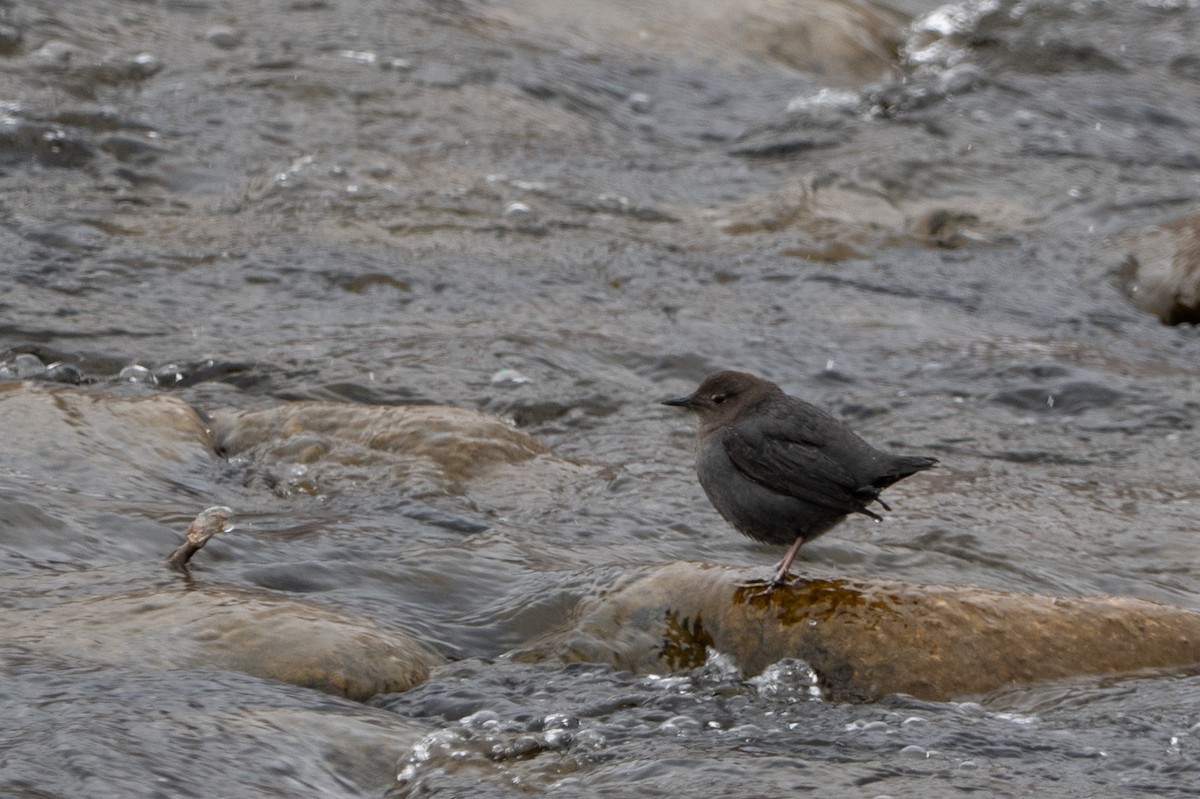 American Dipper - ML636842546