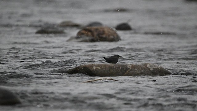 American Dipper - ML636842716