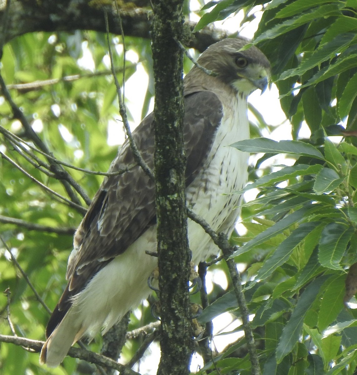 Red-tailed Hawk - ML636842753