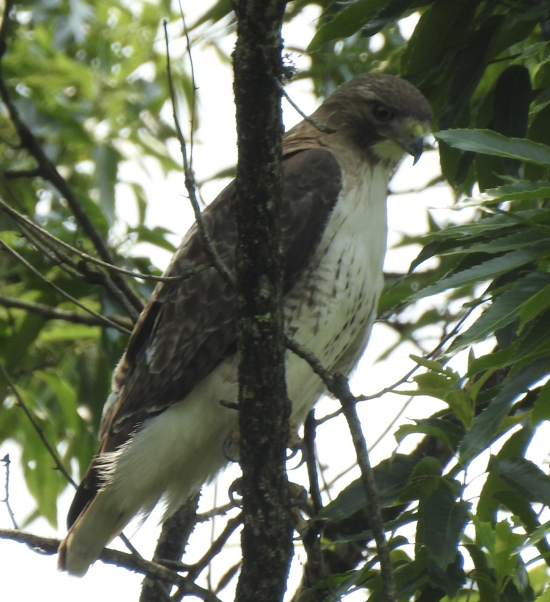 Red-tailed Hawk - ML636842754