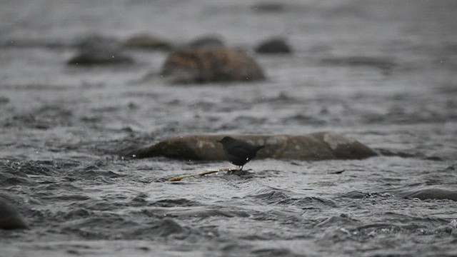 American Dipper - ML636842761