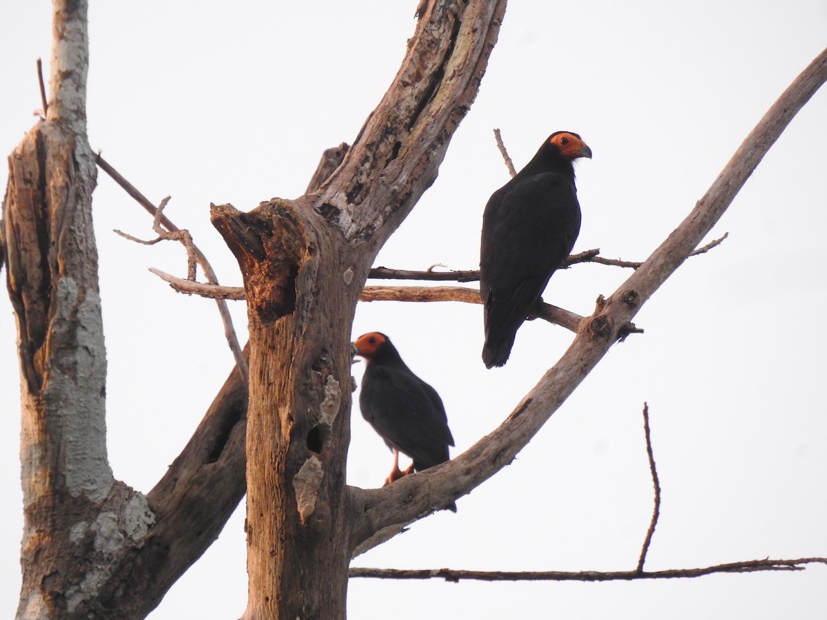 Black Caracara - ML636842766