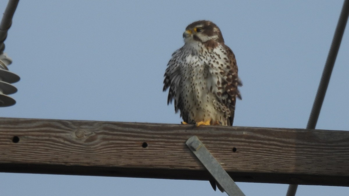 Faucon des prairies - ML636842890