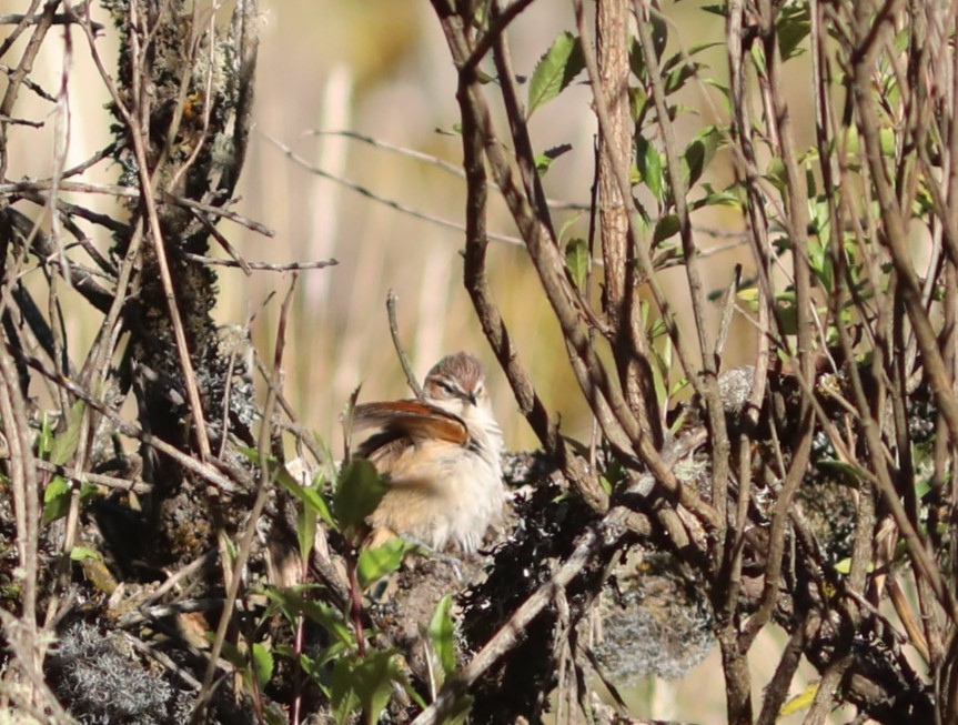 Streak-fronted Thornbird - ML636842966