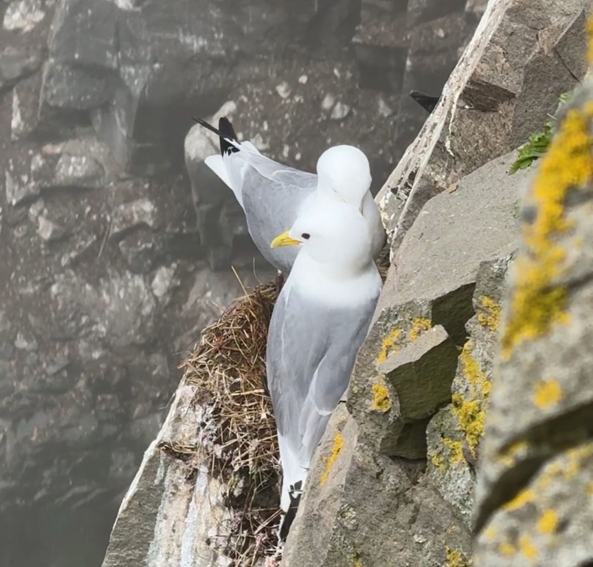 Black-legged Kittiwake - ML636843057