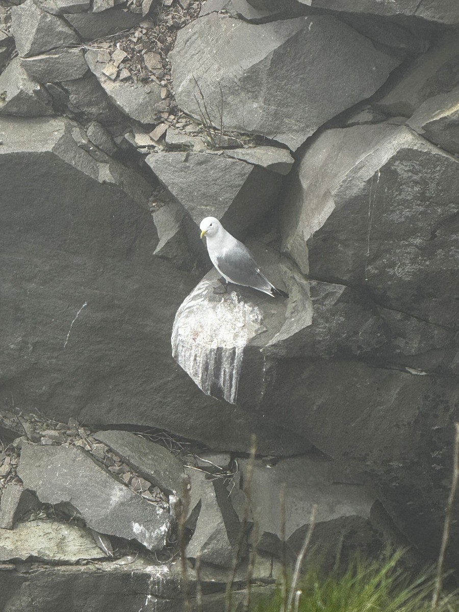 Black-legged Kittiwake - ML636843058