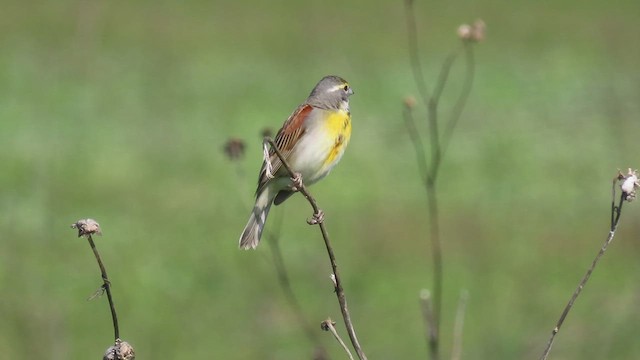 Dickcissel - ML636843096