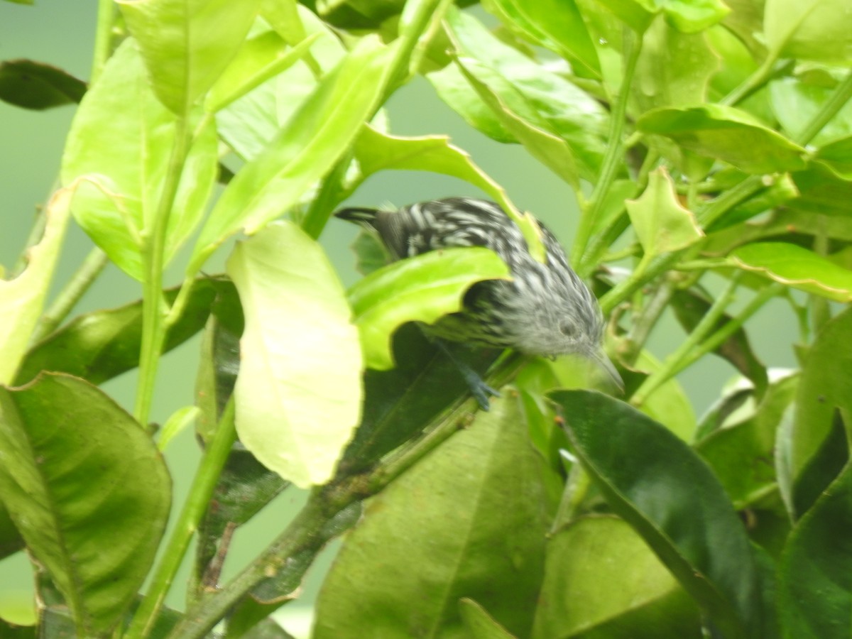 Pacific Antwren - ML636843125