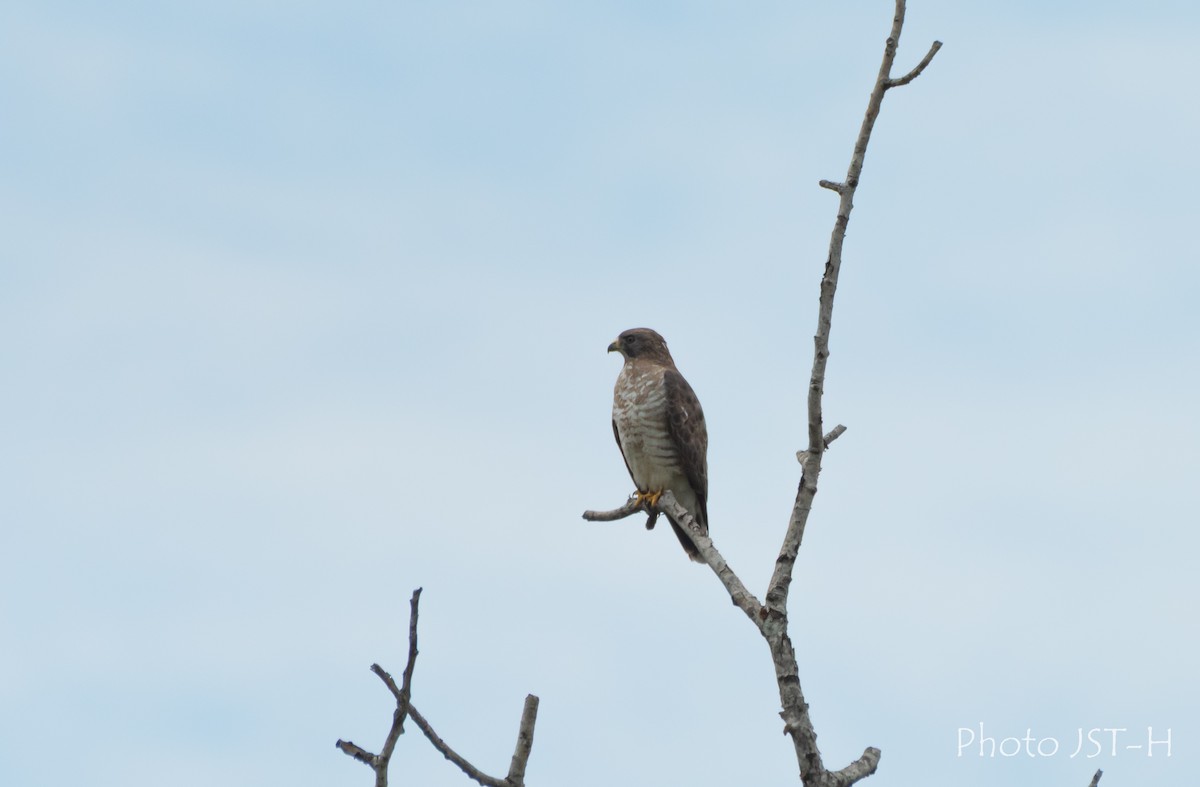 Broad-winged Hawk - ML636843218