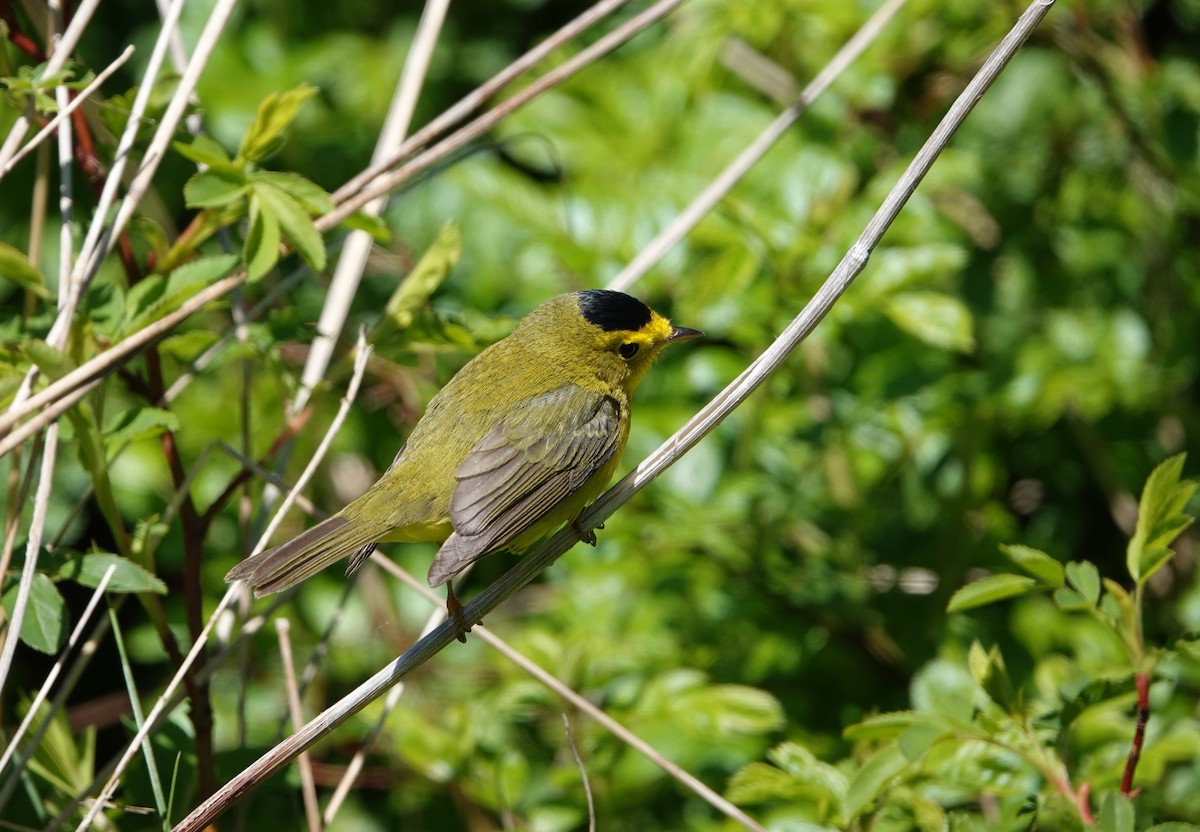 Wilson's Warbler - ML636843271