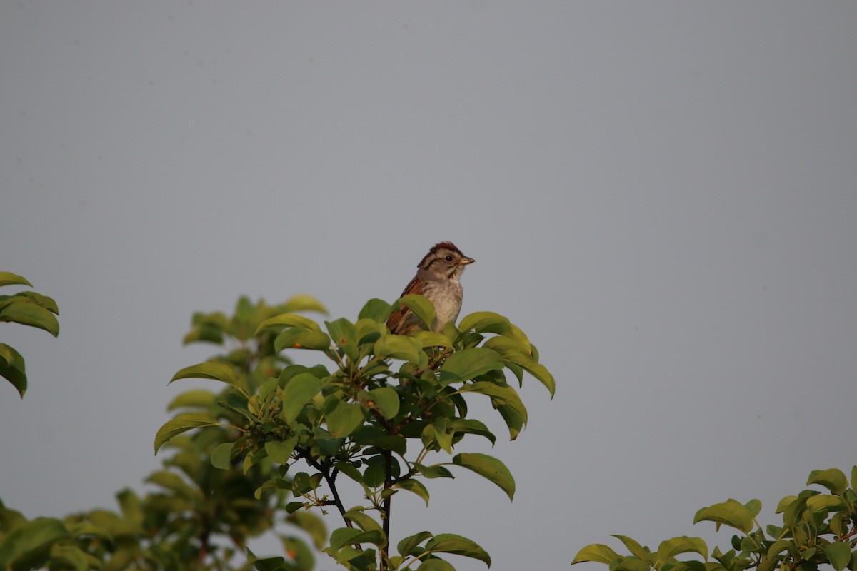 Swamp Sparrow - ML636843325
