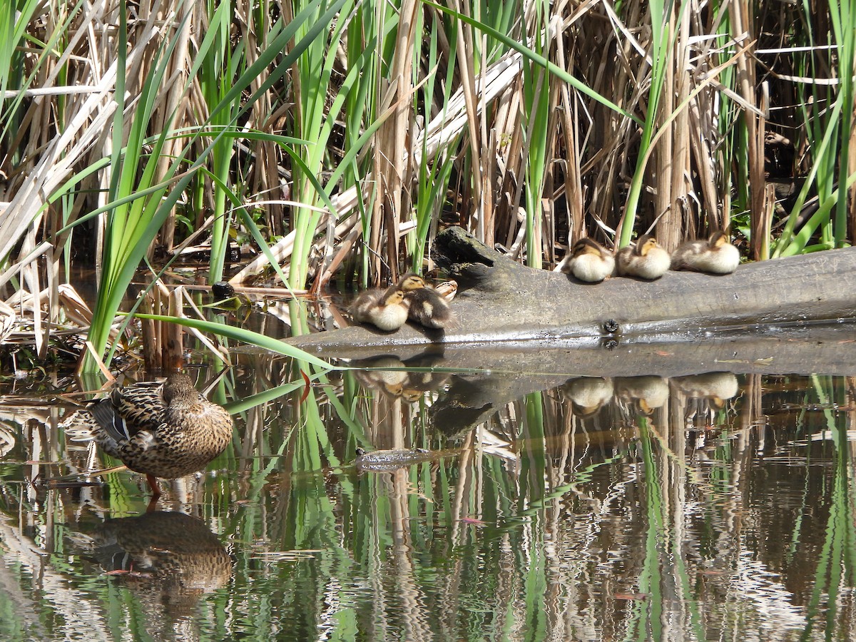 Mallard - ML636843374