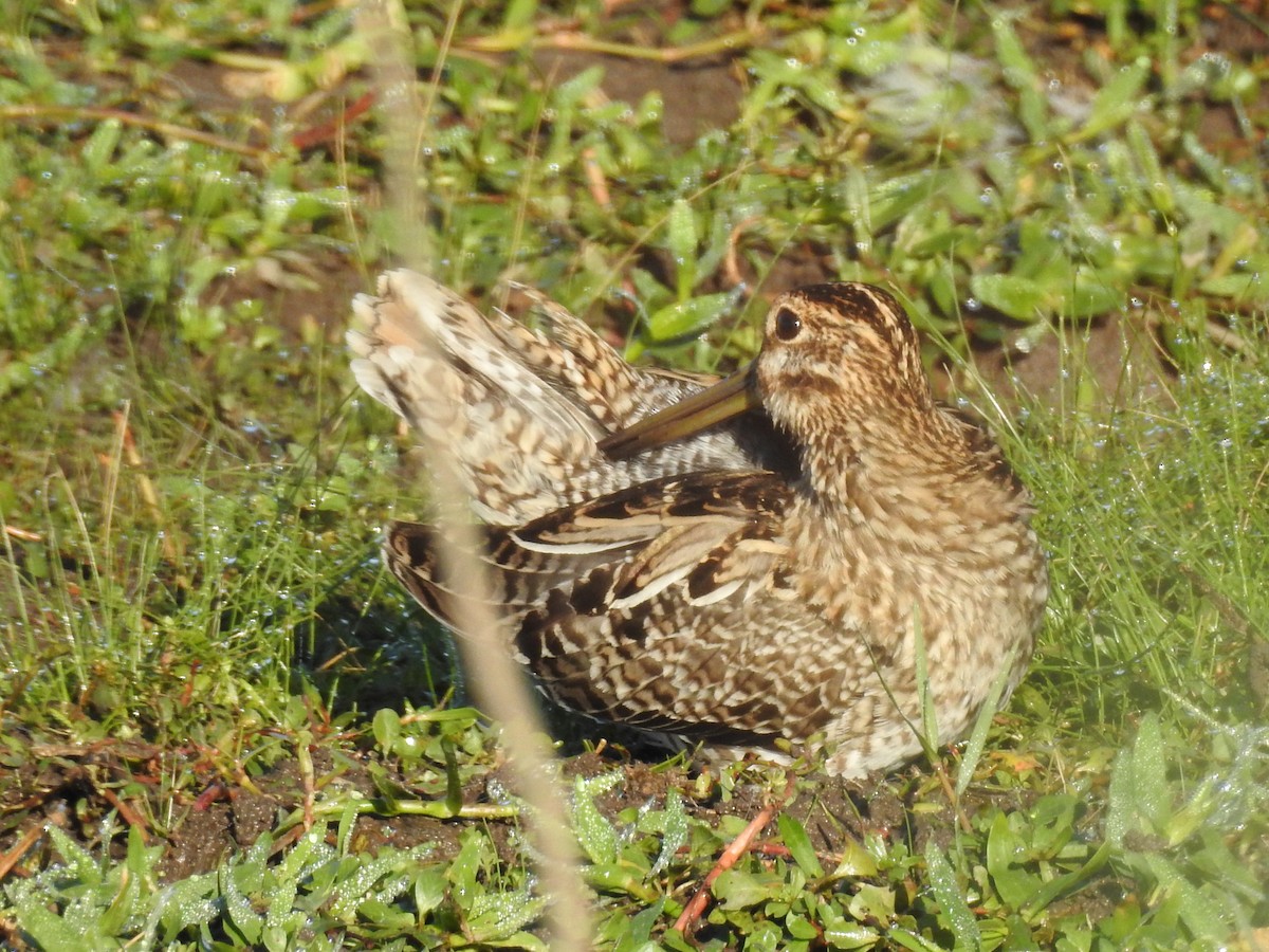 Pantanal Snipe - ML636843407