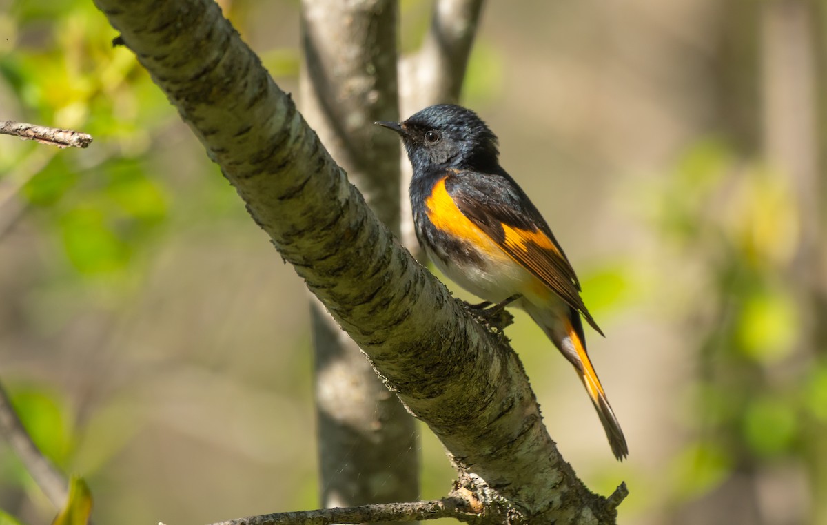 American Redstart - ML636843442