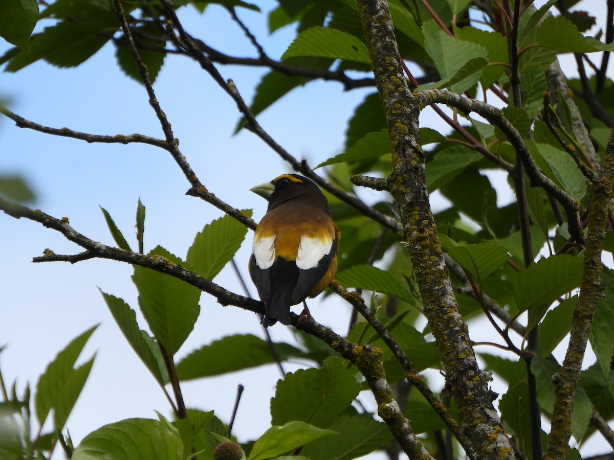 Evening Grosbeak - ML636843443