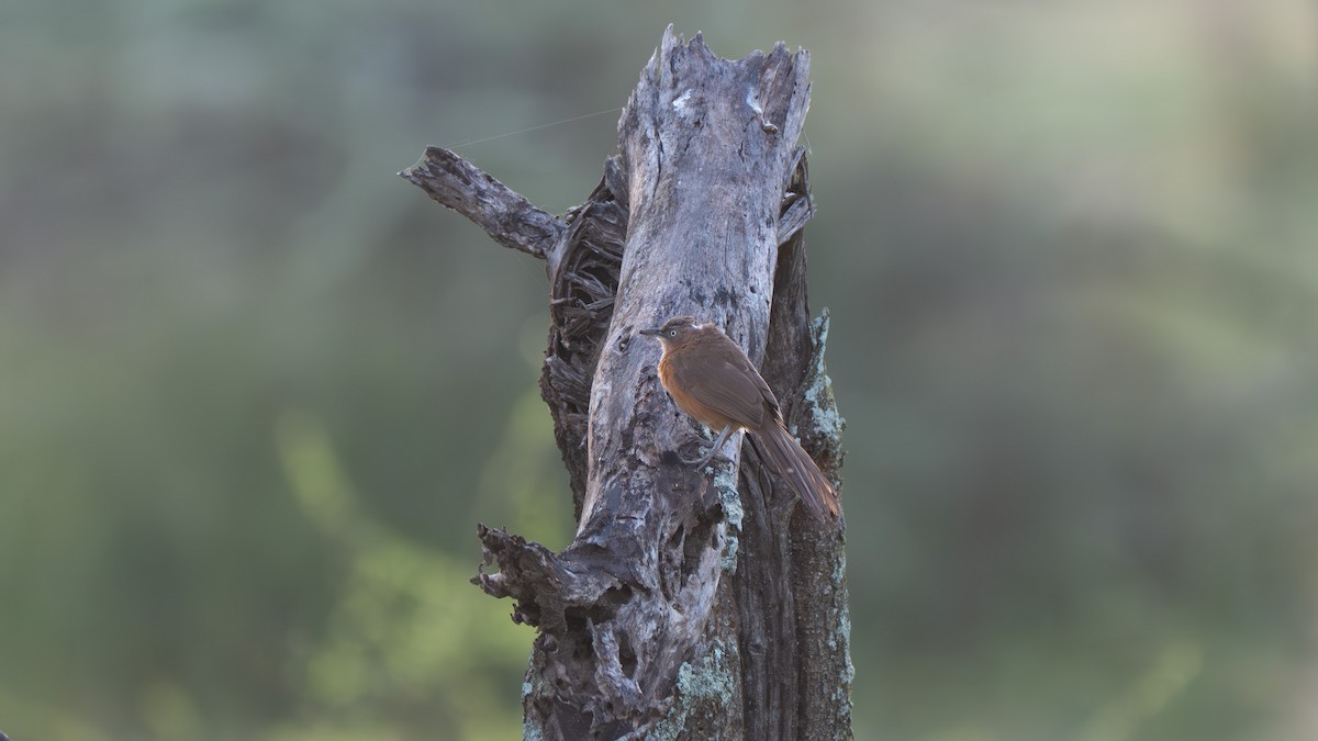 Rufous Chatterer - ML636843498