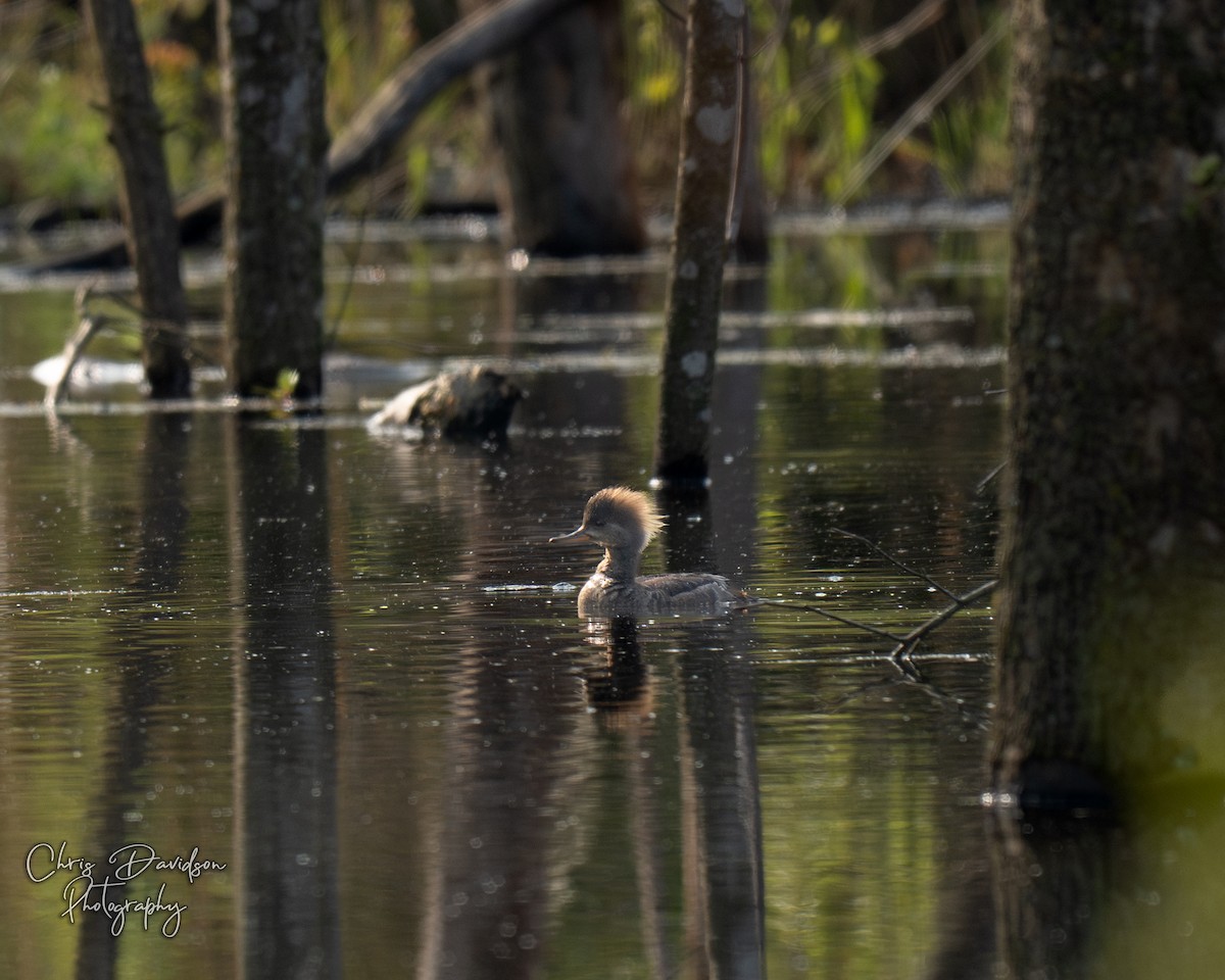Hooded Merganser - ML636843504
