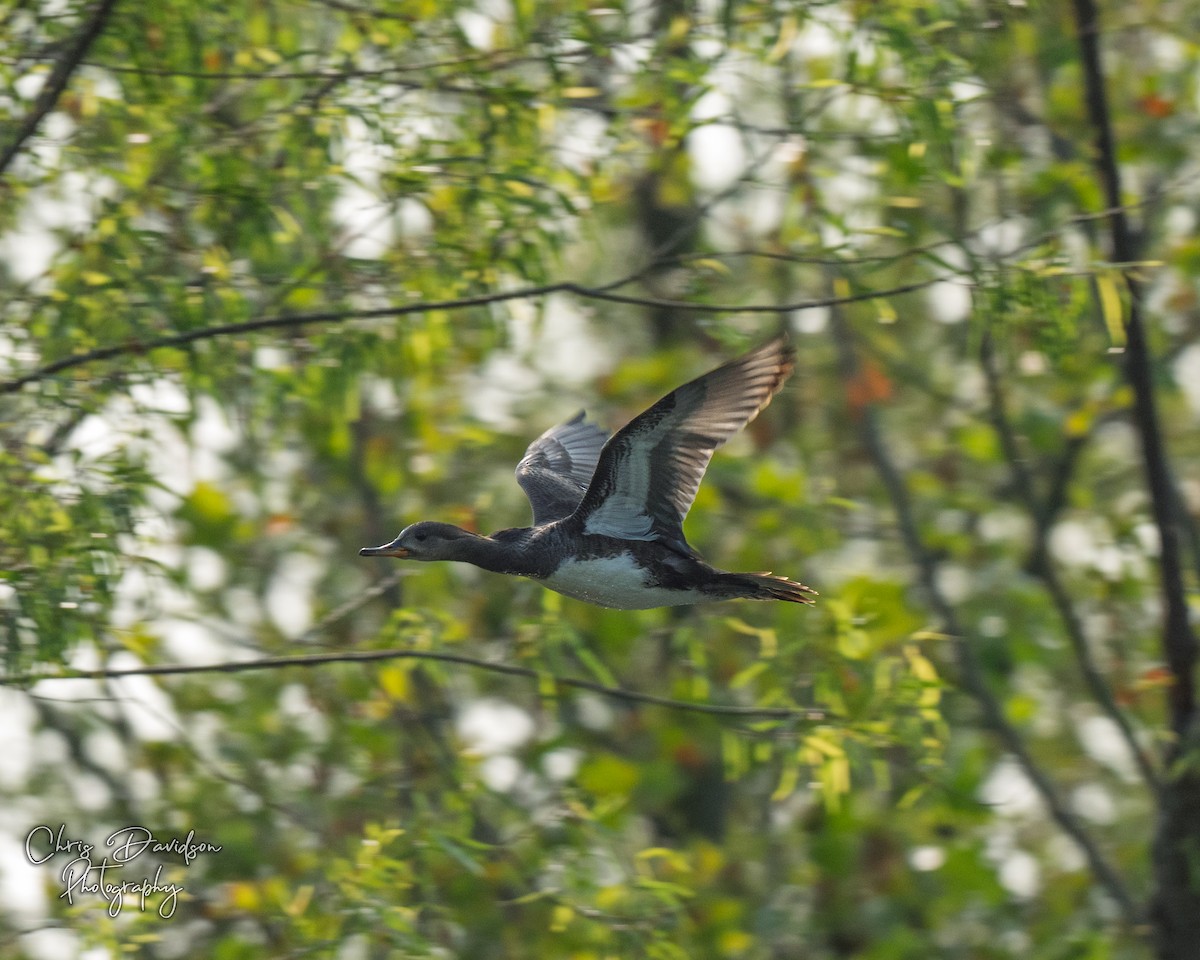 Hooded Merganser - ML636843519
