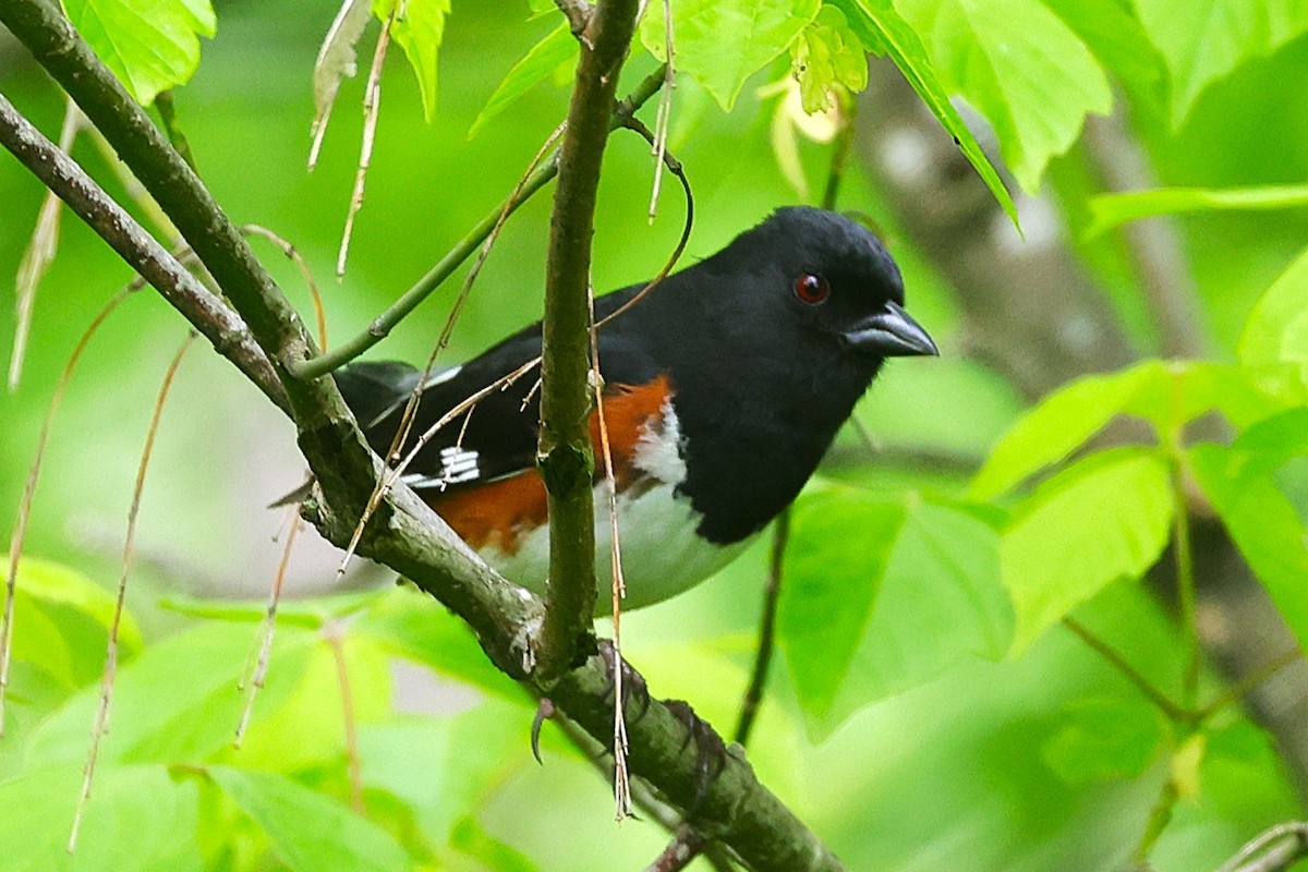 ワキアカトウヒチョウ - ML636843528
