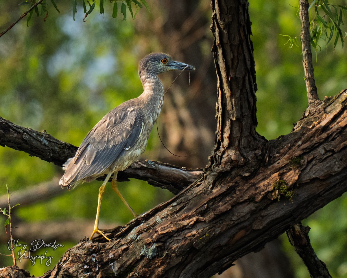 Yellow-crowned Night Heron - ML636843535