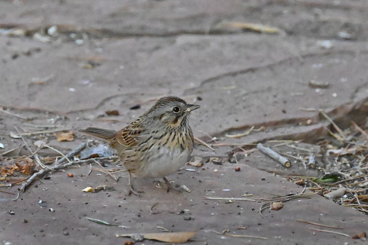Lincoln's Sparrow - ML636843573