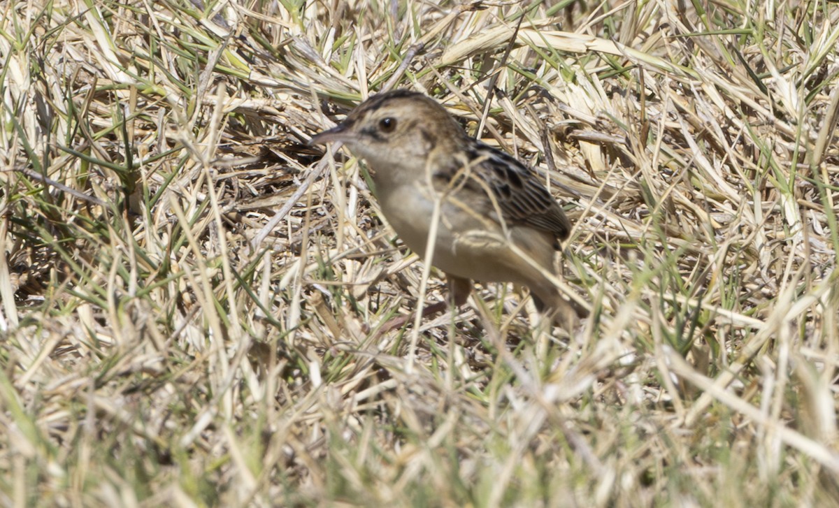 Pectoral-patch Cisticola - ML636843591