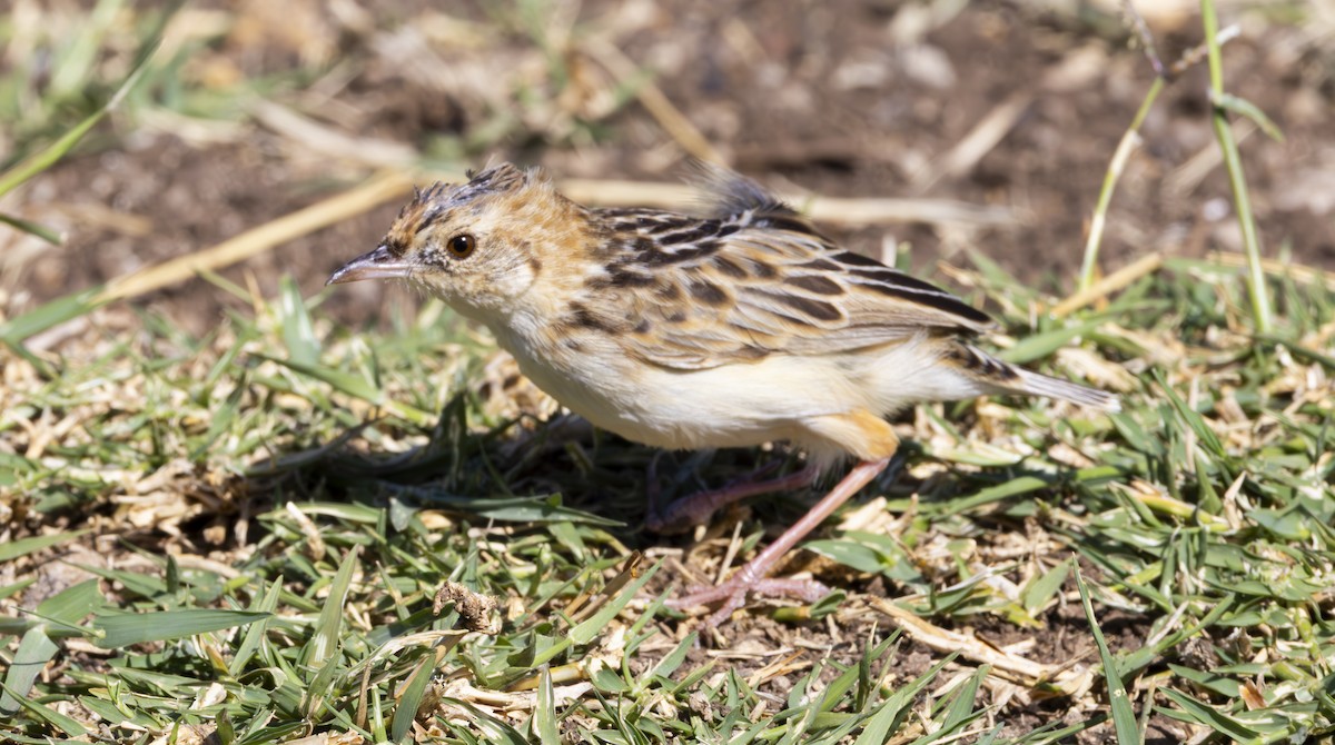 Pectoral-patch Cisticola - ML636843592