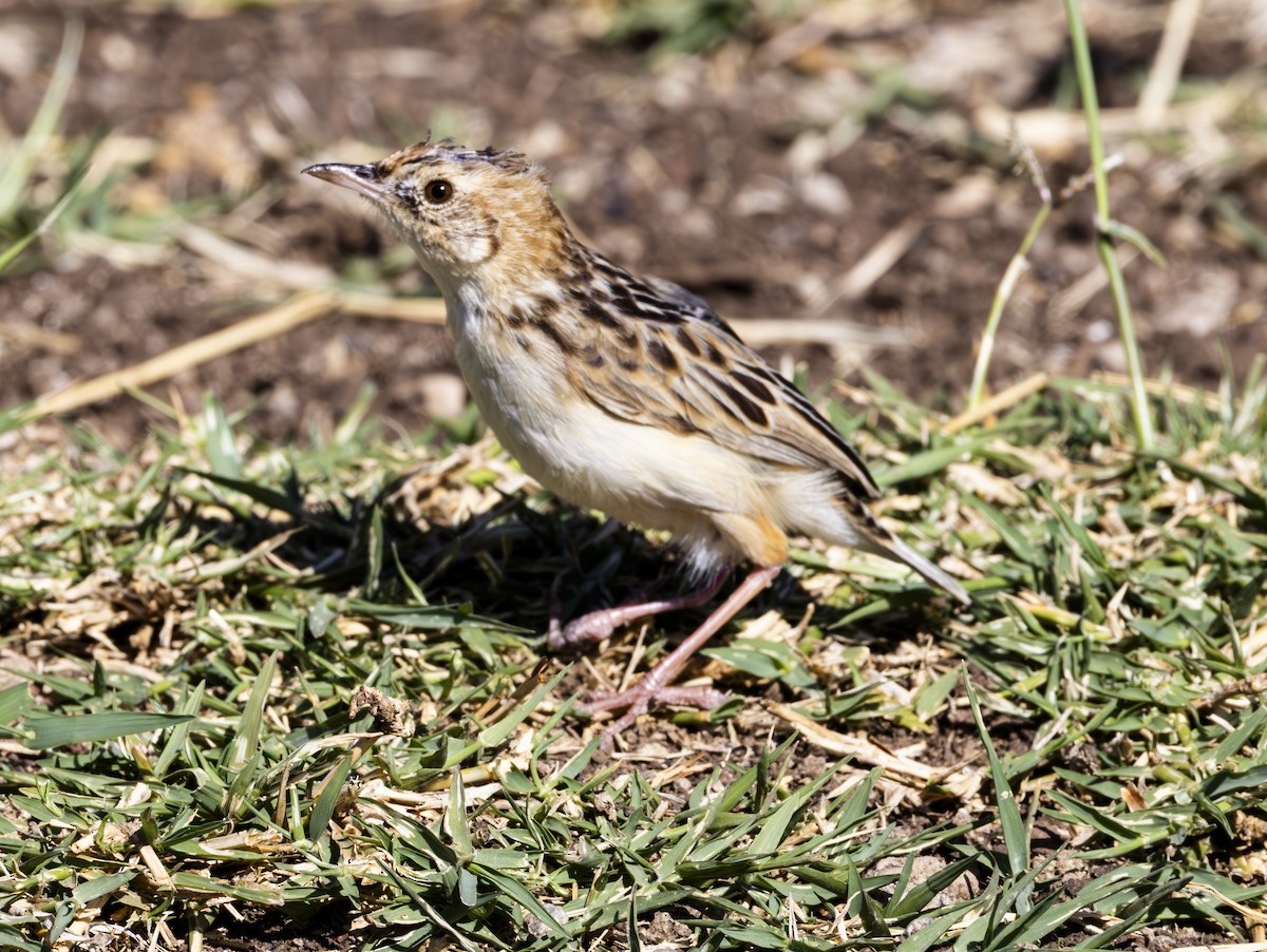 Pectoral-patch Cisticola - ML636843593