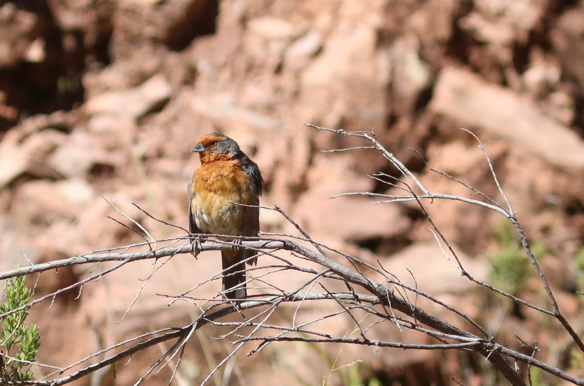 Cochabamba Mountain Finch - ML636843624