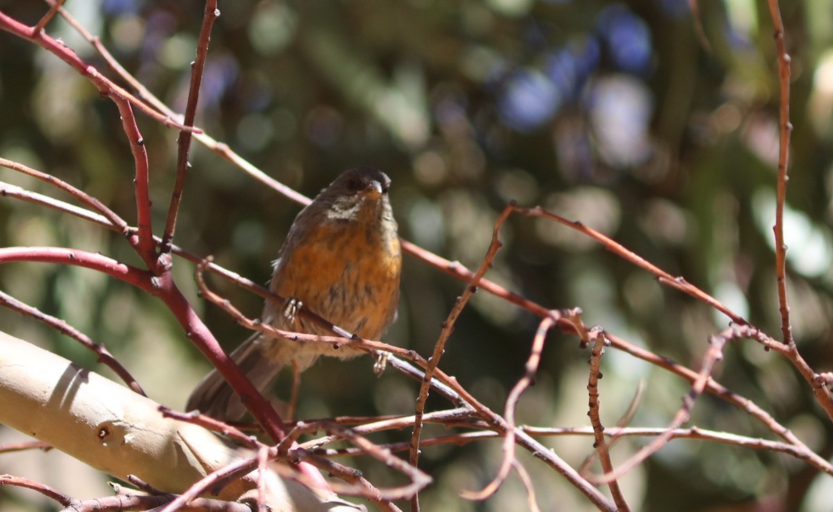 Cochabamba Mountain Finch - ML636843625