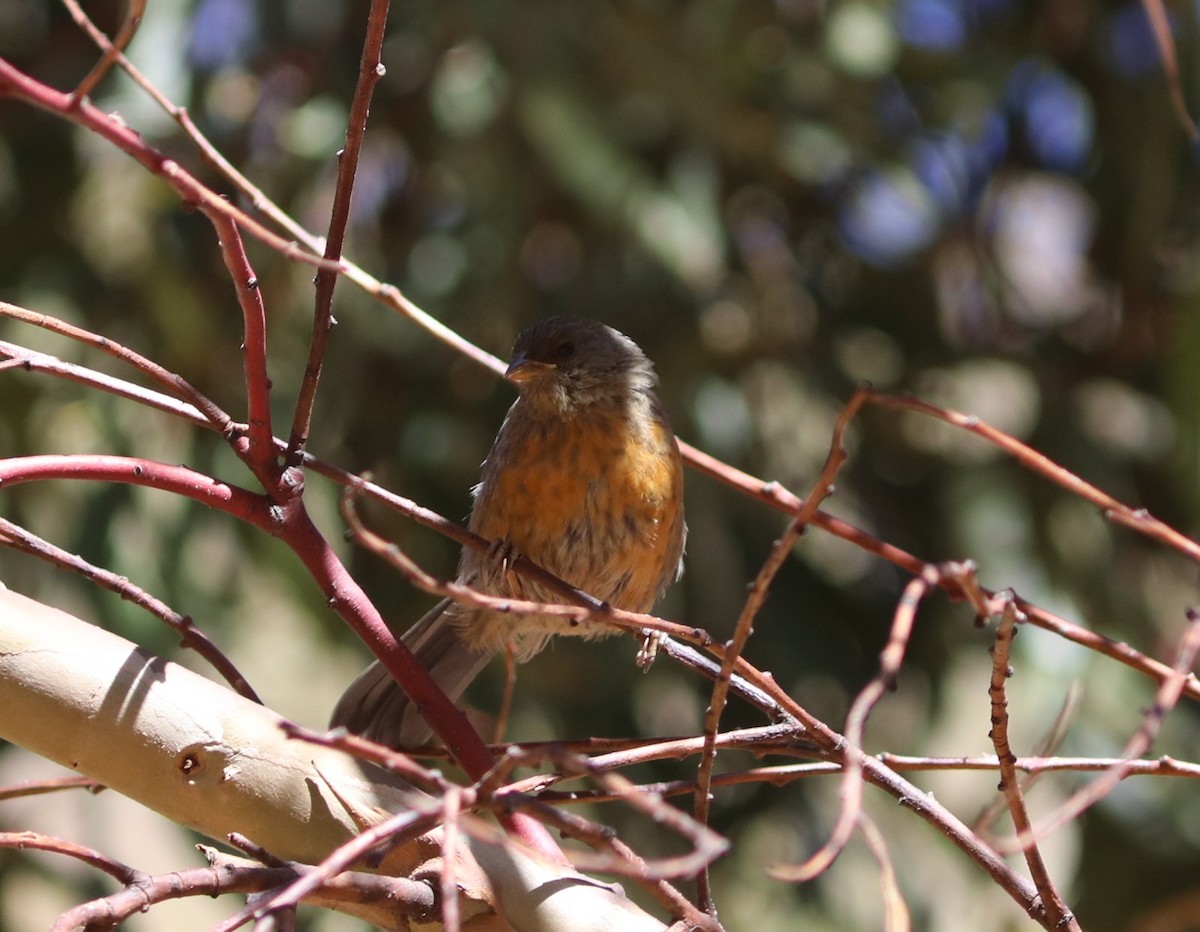 Cochabamba Mountain Finch - ML636843626