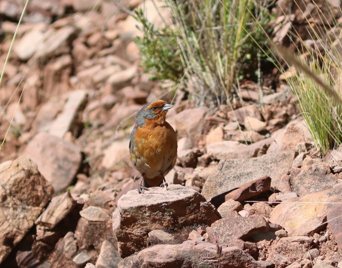 Cochabamba Mountain Finch - ML636843627
