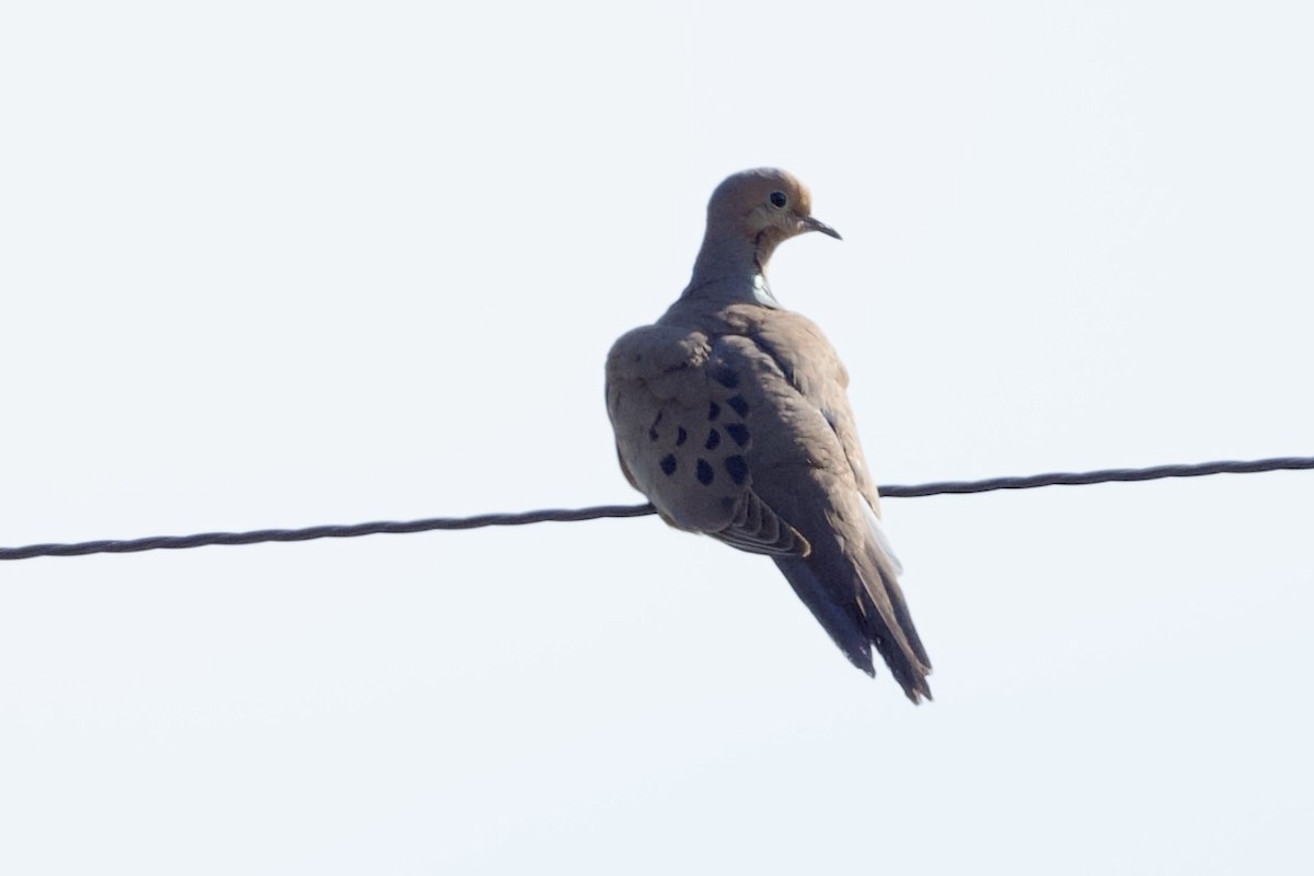 Mourning Dove - ML636843629