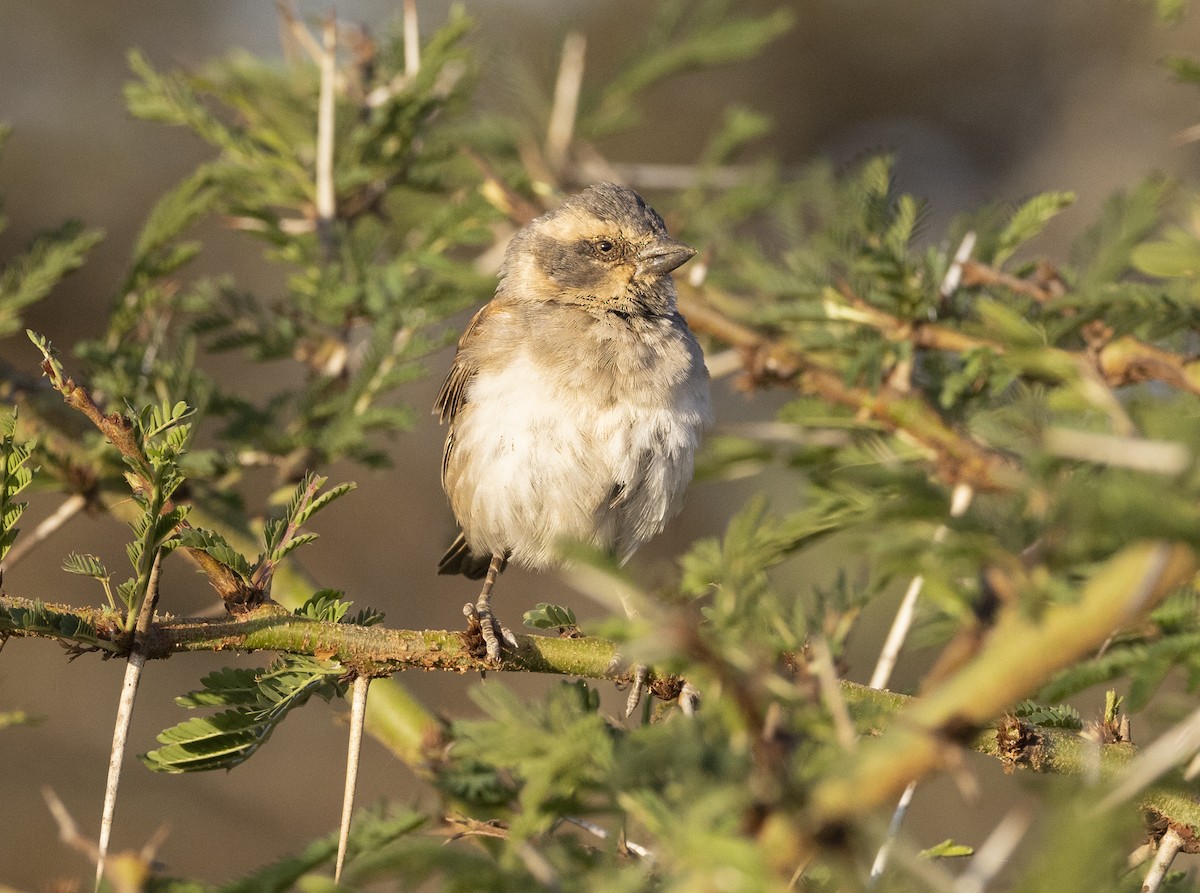 Kenya Rufous Sparrow - ML636843697