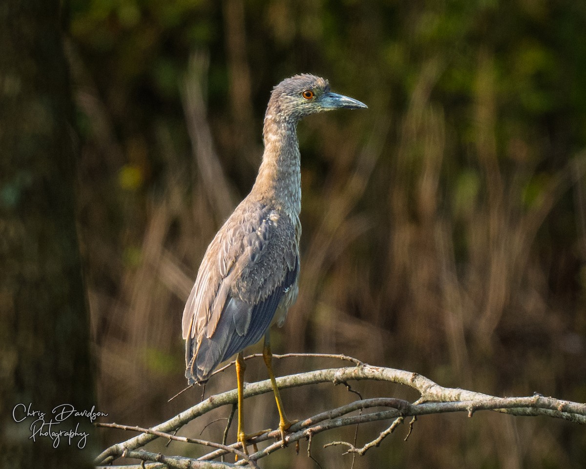 Yellow-crowned Night Heron - ML636843712