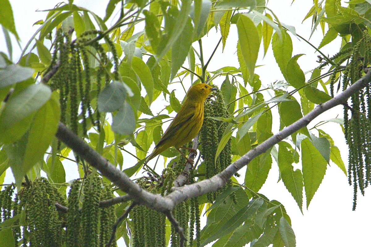 Yellow Warbler (Northern) - ML636843714