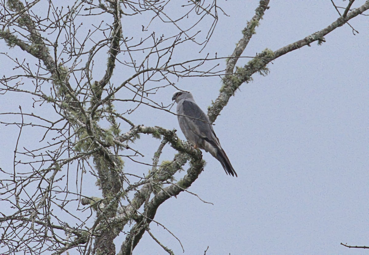 Mississippi Kite - ML636843723