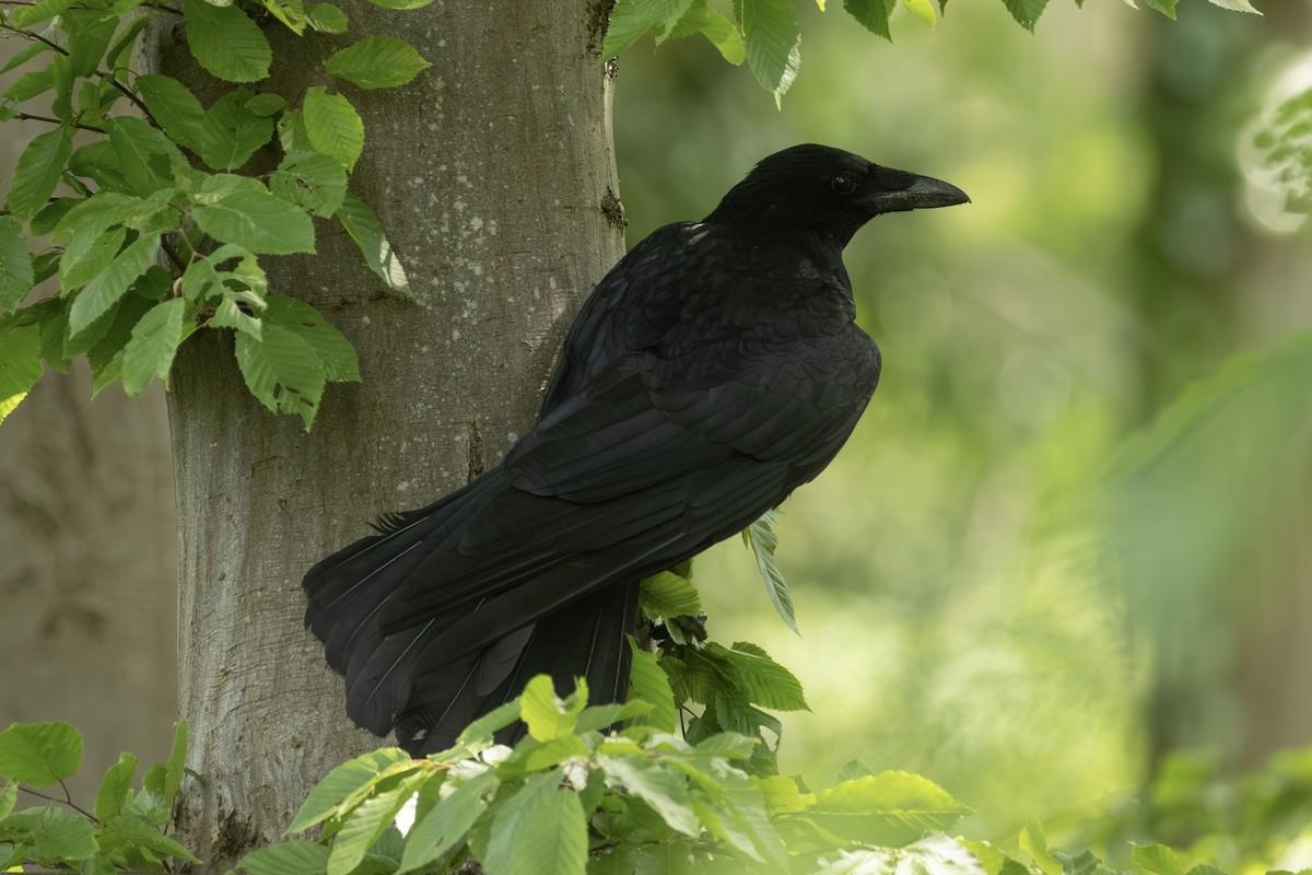 Ворона чорна - ML636843874